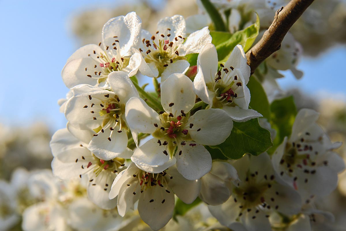 Bl&uuml;te seitlich
